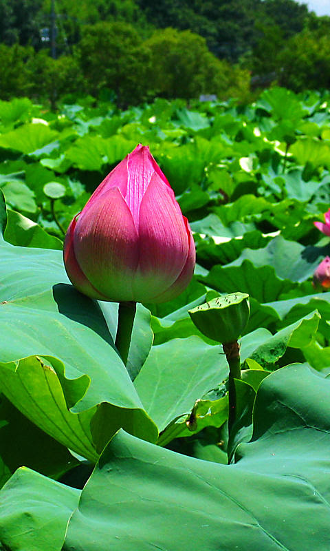 蓮 ハス の花携帯待受画像 無料壁紙