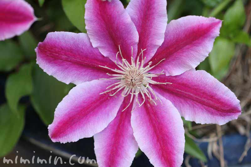 クレマチスの花の写真 花言葉 みみみんブログ