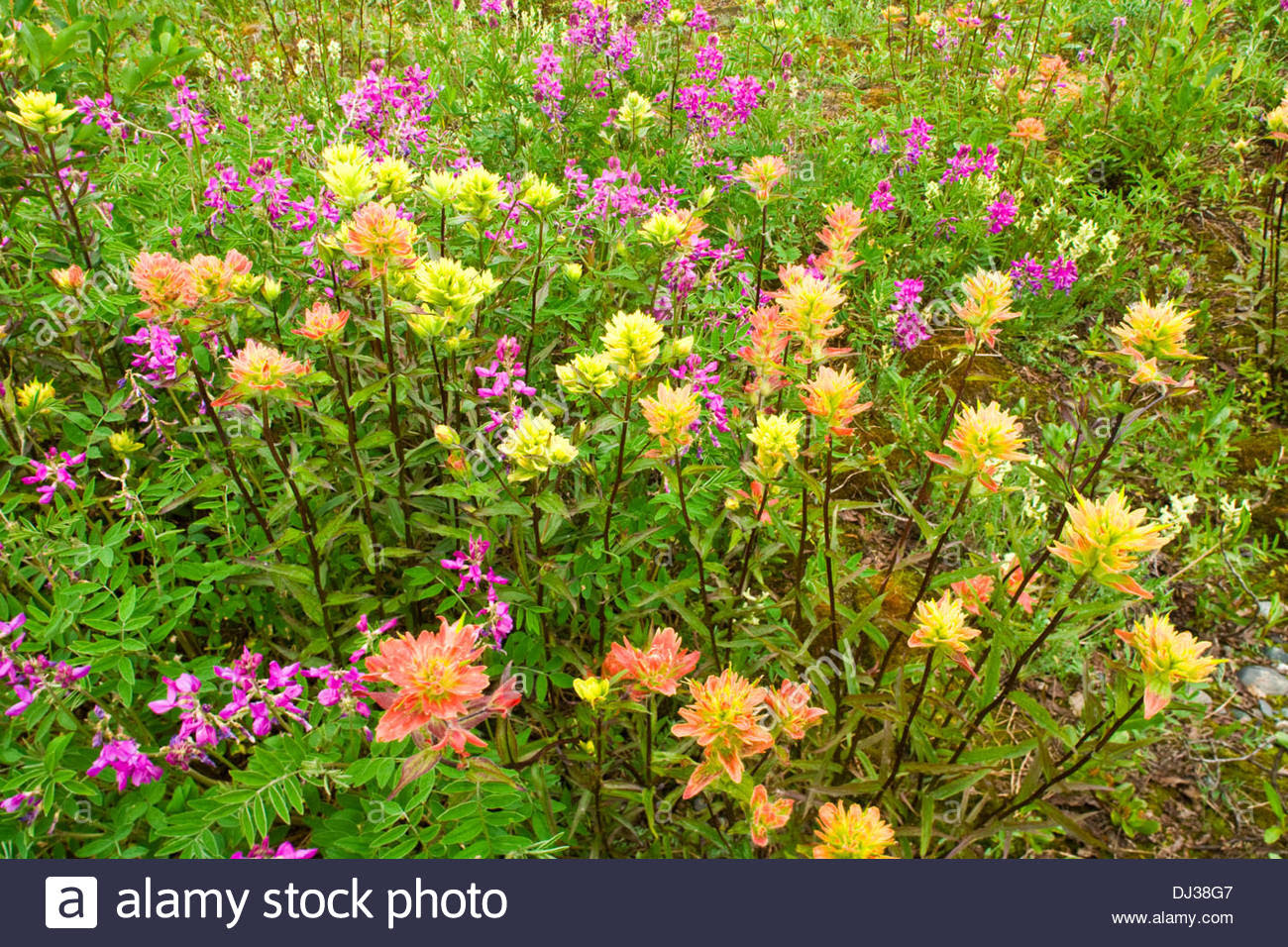 Meadow Of Coastal Paintbrush And Wild Sweet Pea Flowers Near The ...
