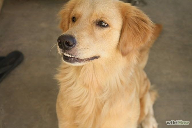 How to Stop Your Dog from Barking at Strangers: 11 Steps