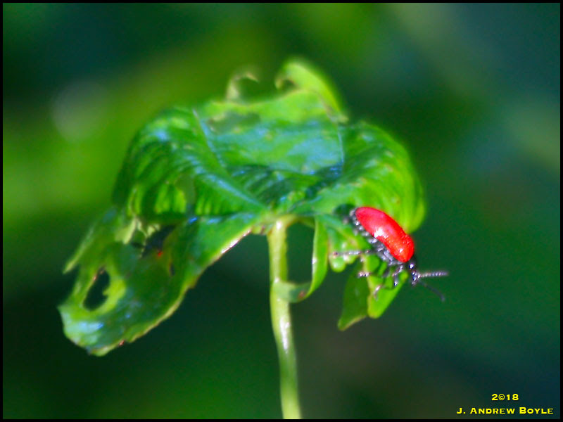 Air Potato Beetle Air Potato Beetle