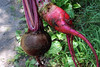 beet harvest