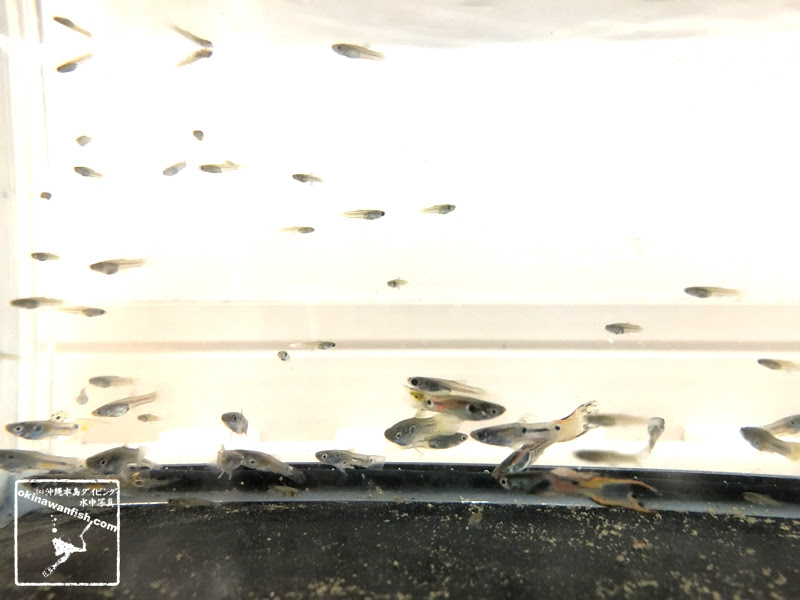グッピー 沖縄本島 河川 沖縄本島のダイビングで撮影した水中写真サイト Okinawanfish
