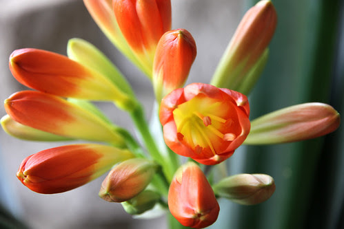 clivia