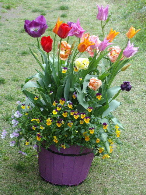 チューリップの華やか寄せ植え３鉢 その１ マーガレットクラブ