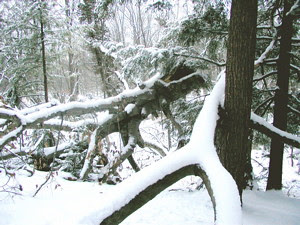 judytree