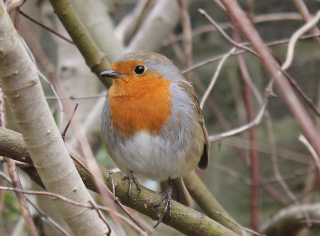 Robin on branch