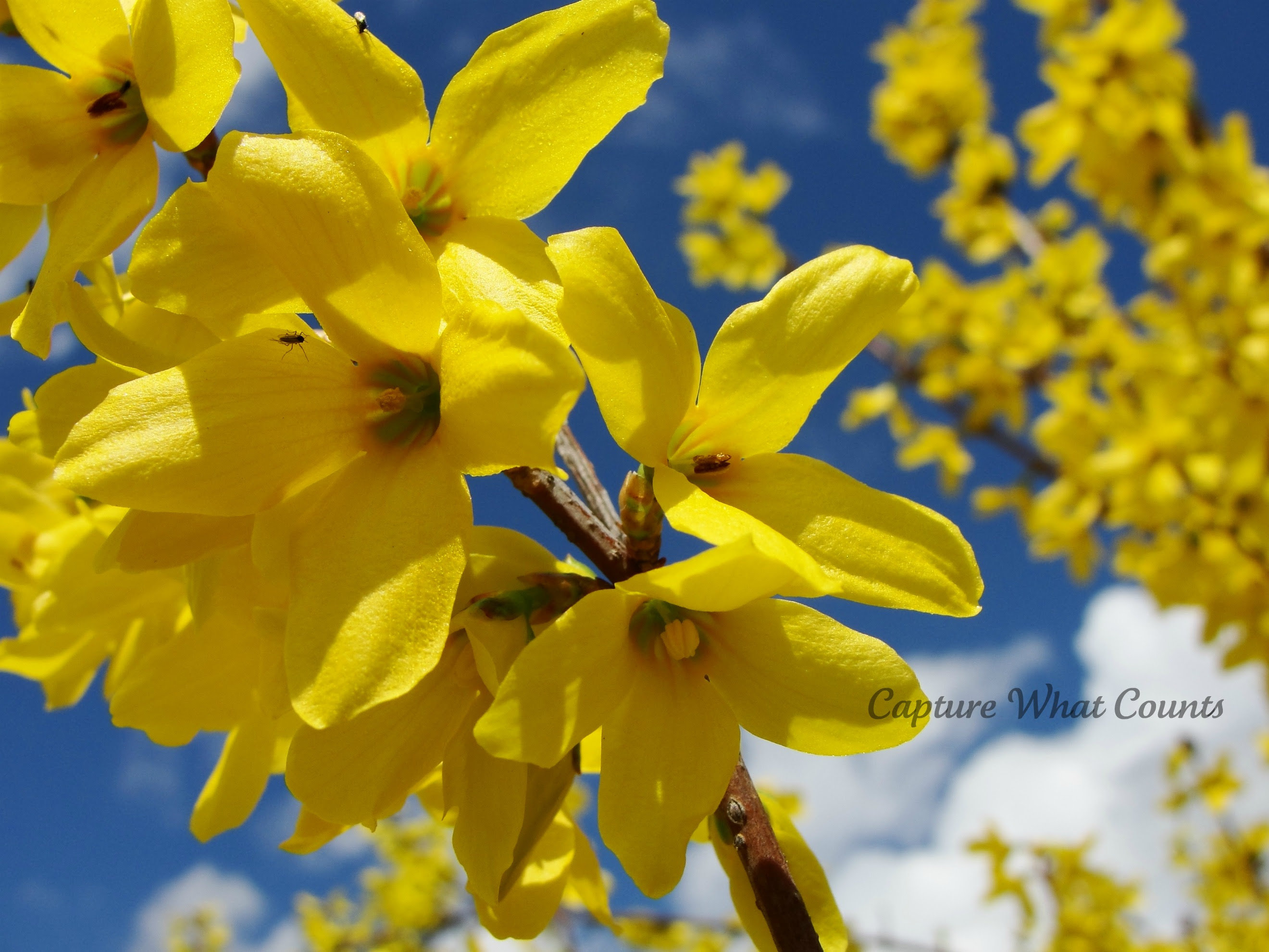 Forsythia jaune