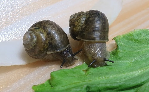 カタツムリ飼育日記 4月分 まねぶ日々