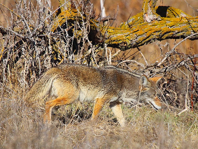 IMG_3825 Coyote, San Luis National Wildlife Refuge