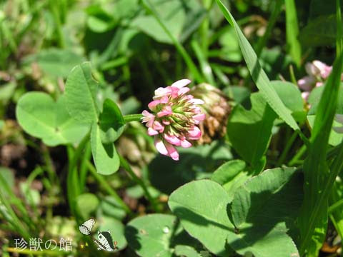 珍獣様の博物誌 赤いシロツメクサ