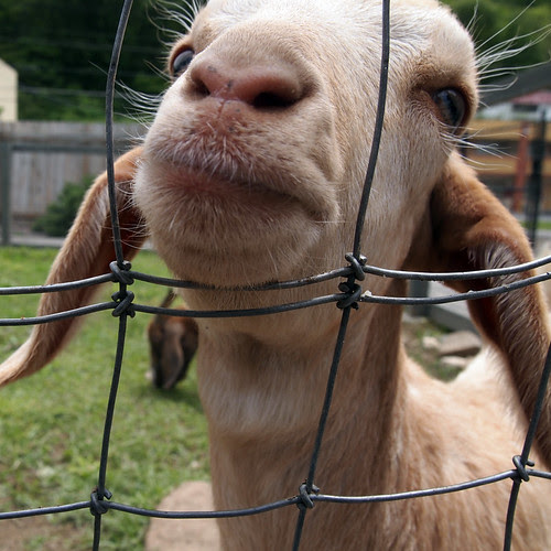 goats4
