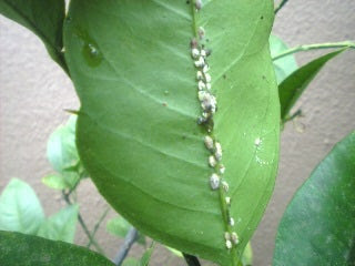 柑橘害虫の主な種類と対策 柑橘スローライフ