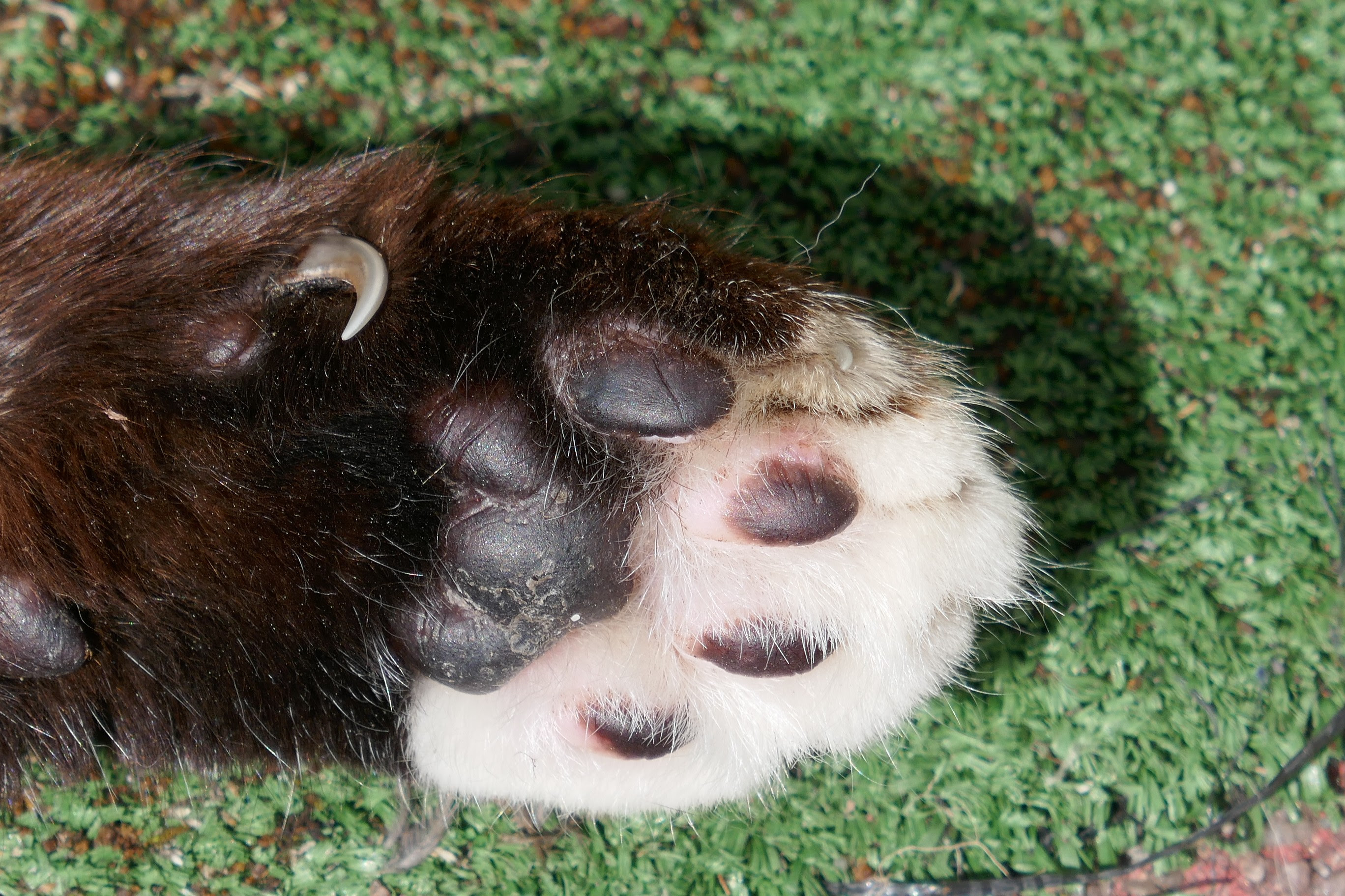 Pododermatite Plasmocytaire Du Chat Le Blog D Eowin Et De Colibri