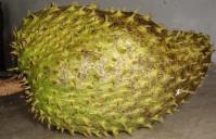 sirsak
