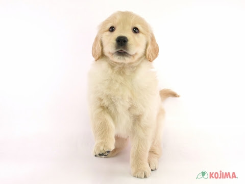 ゴールデンレトリバーは性格までかわいい