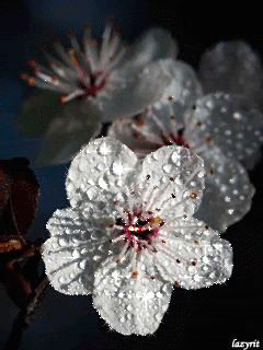 Нежный цветочек в капельках росы