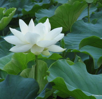 白れん 春 と白蓮 夏 紛らわしい季語 ５俳１僧３テニス