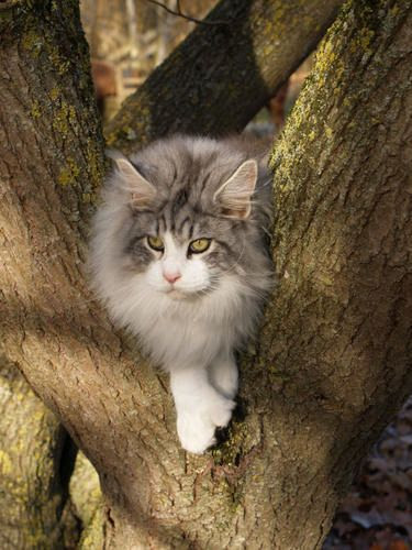 Jarnac B Mangree Maine Coon De 2 Ans Le Blog De Yvy