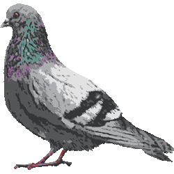 スマホ対応 リアルタッチはと No 1 リアル鳩のイラスト アイコン 条件付フリー素材集