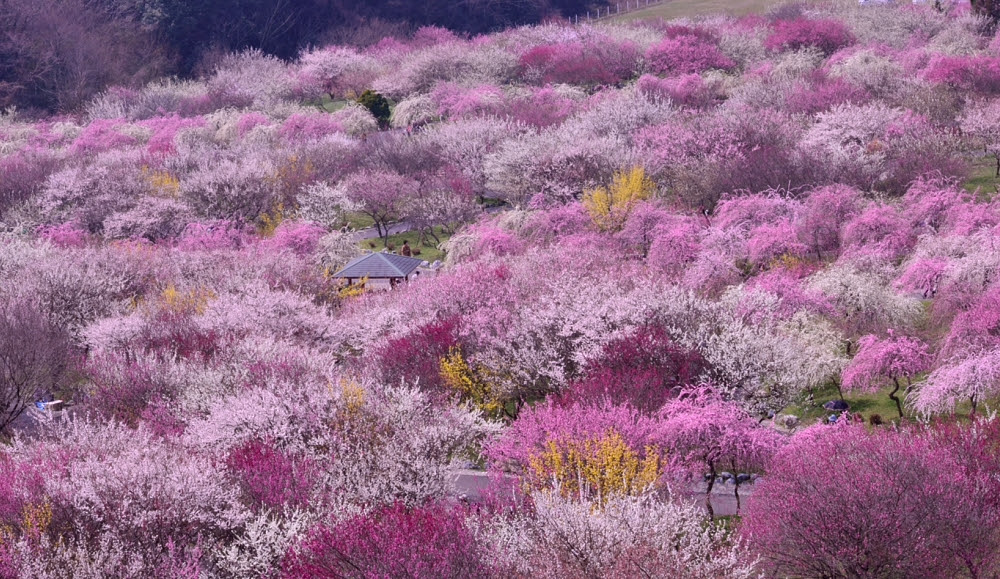 ももちゃんの花結び いなべ梅まつり 三重県いなべ市