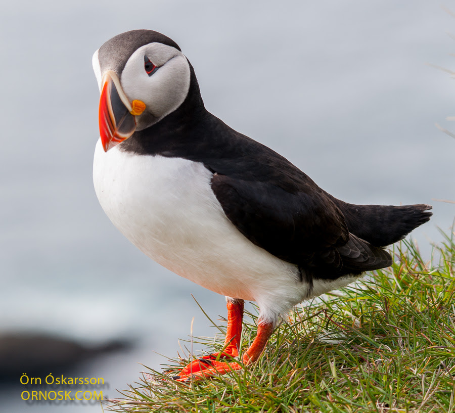 The most valuable bird | ORNOSK - birds, landscape, weather
