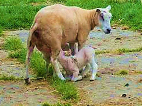 pengertian contoh  ciri hewan mamalia berbagi ilmu pengetahuan umum