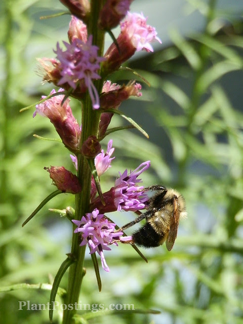 bumble5