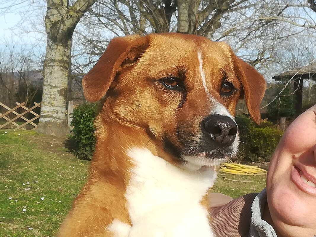 Ciro bellissimo cagnolino taglia piccola cerca casa! - AMICI ...
