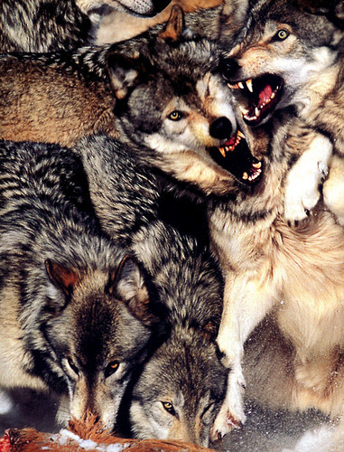 wolf