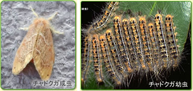 プロがすすめるチャドクガの駆除対策 ドクガの退治方法 虫知識 Com