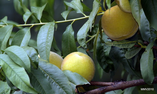 casi en el otoño de 2010
