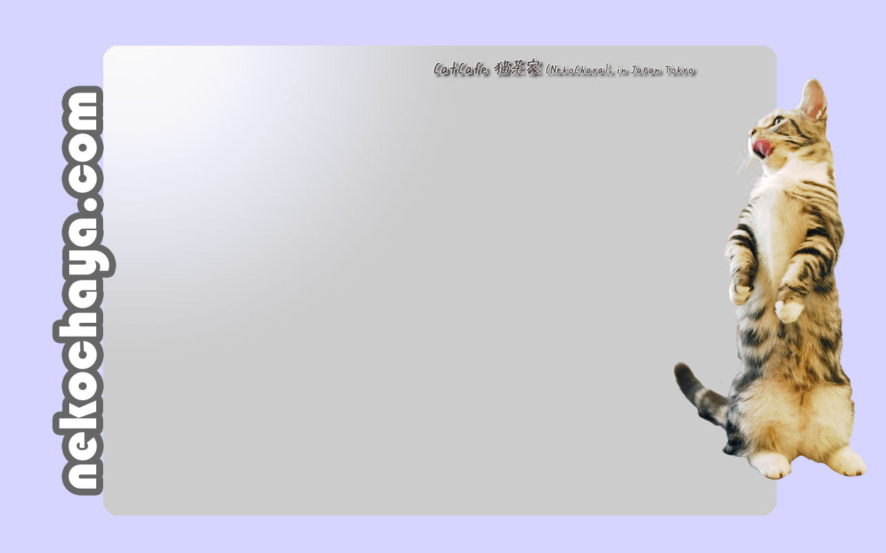 猫茶家ブログ 猫がいればそれで幸せ 壁紙