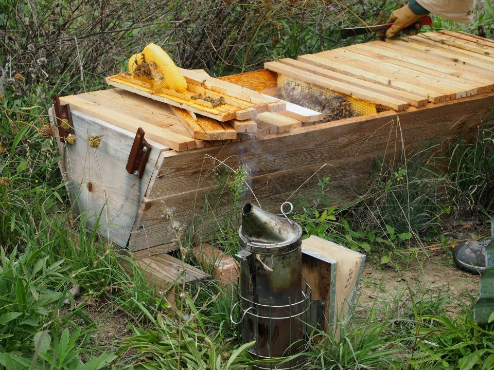 Using Top Bar Hives in Beekeeping: The Frugal Beekeeper's ...