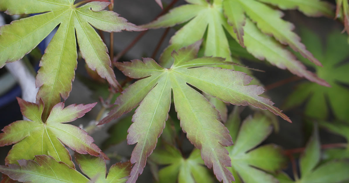 モミジ 紅葉 の育て方 キミのミニ盆栽びより