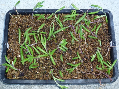 挿し木したルビーネックレスが開花 サキュレントルーム 多肉植物のお部屋