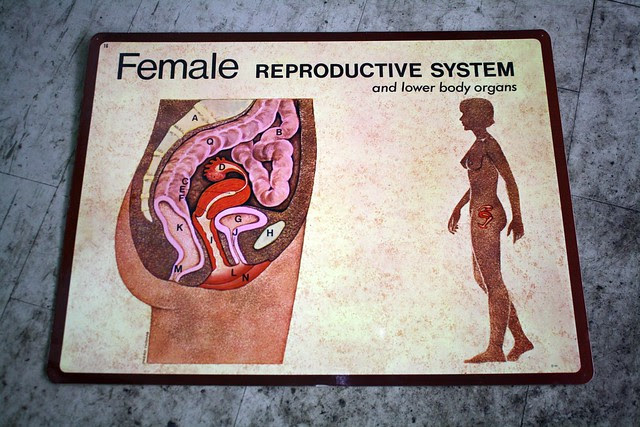 Female Reproductive System