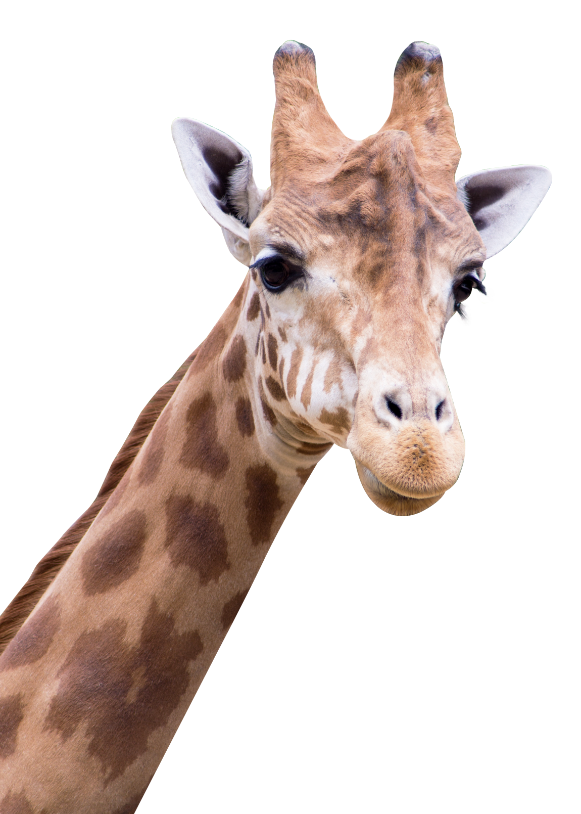 Giraffe PNG Image PurePNG Free transparent CC0 PNG Giraffe PNG Image PurePNG Free transparent CC0 PNG