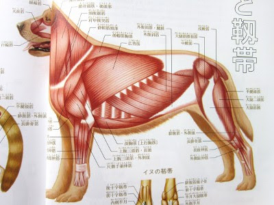 猫の中枢神経 犬の筋肉 パパママチャミーとサリーのdhc 別館