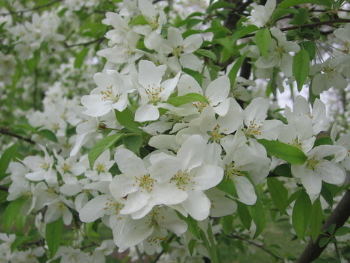 Apple blossoms