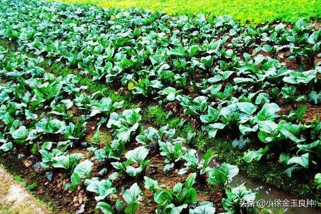 不同熟期紅菜苔播種時間及管理技術要點 每日頭條