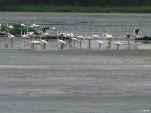 Flamingos in Chennai