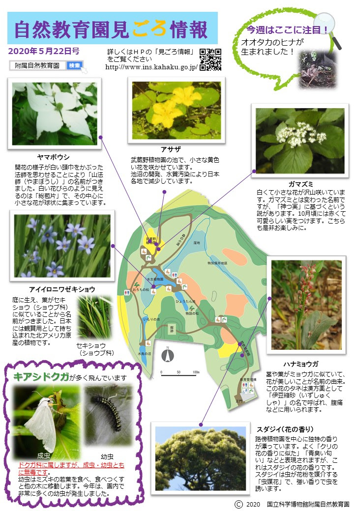 見ごろ情報 附属自然教育園 Institute For Nature Study
