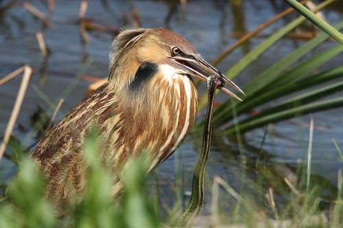 American Bittern - click to view full-size image on Flickr