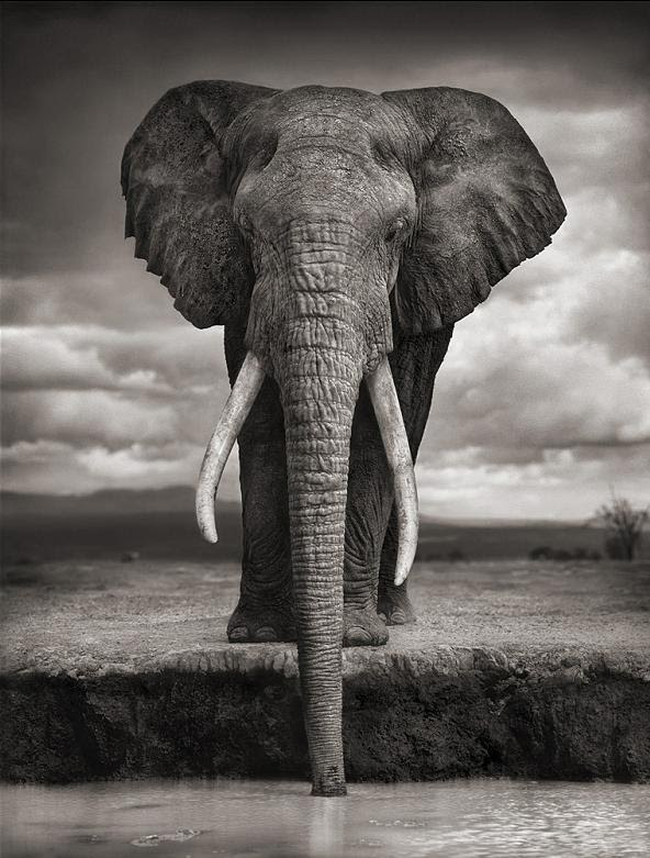 elephant-head-on-drinking-water elephant-head-on-drinking-water