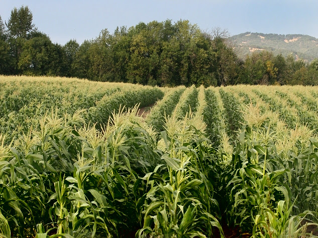 Corn Field