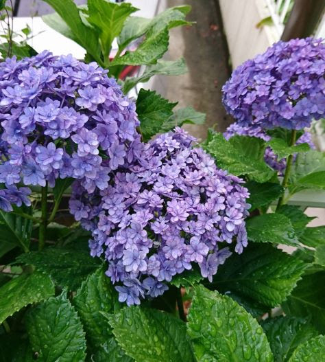 てまりてまり という名のあじさいがお隣に挿し木でブルーからピンク色に変化 よりかわいい いけばな Sogetsu 教室 つくば