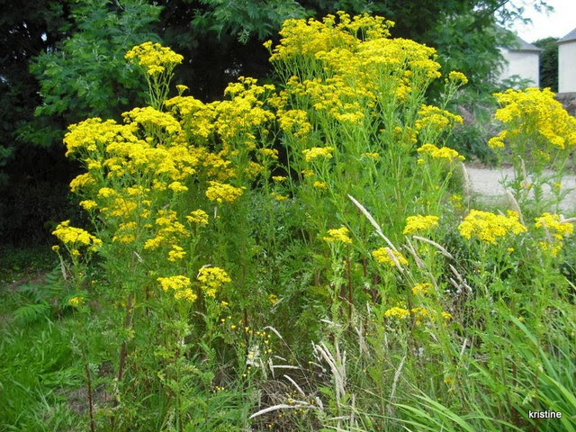 Plantes Sauvages Horizons Bretons