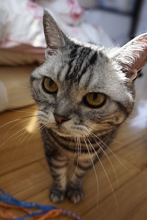 お留守番ねこさん ドラミちゃん キャットシッター猫の森