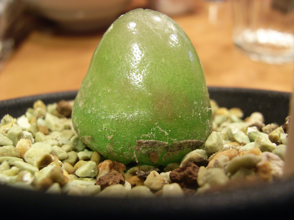最も宝石に近いサボテン 多肉植物コノフィツム ブルゲリ サボテン 多肉植物の通販 販売 アトラクティーボ